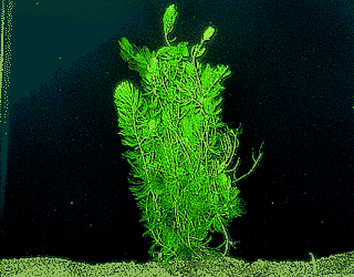 Hornwort