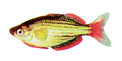 Zwerg-Regenbogenfisch
