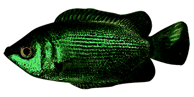 Küssender Gurami, grün