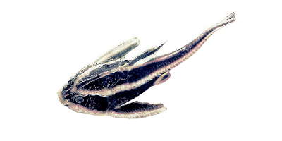 Liniendornwels