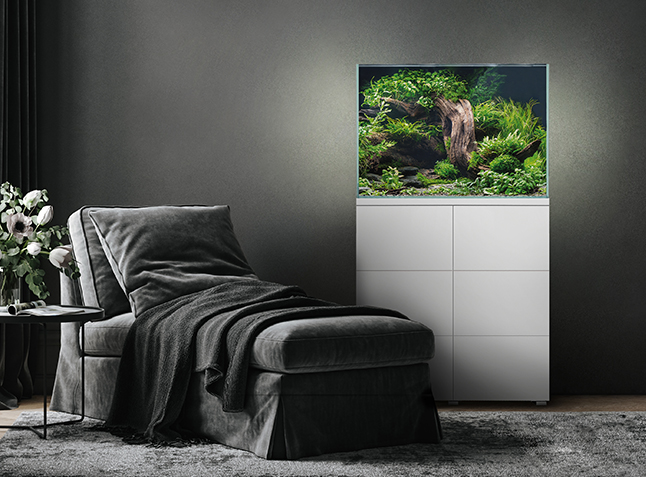 Aquarien-Süßwasser