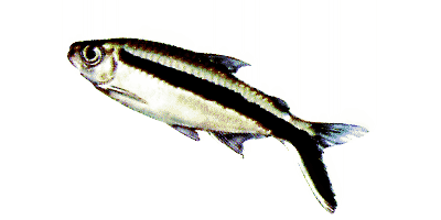 Schrägschwimmer