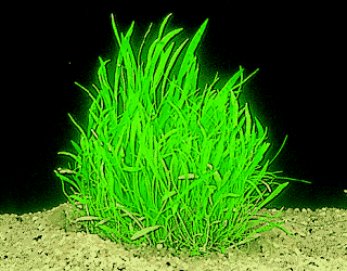 Neuseelandgraspflanze