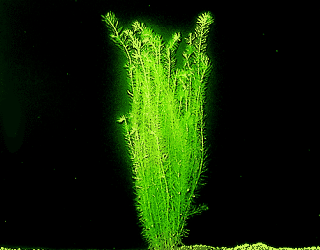 Brazilian moss plant