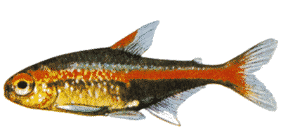Glühlichtsalmler