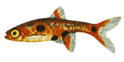 Zwergbärbling