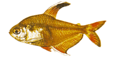 Schmucksalmler