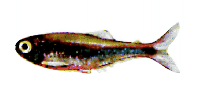 Blauer Perusalmler