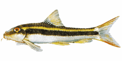 Siamesischer Algenfresser