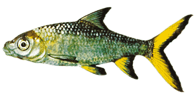 Haibarbe
