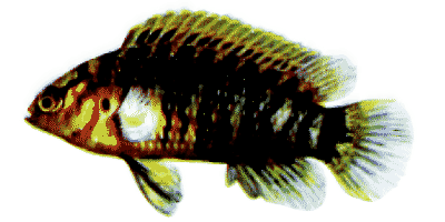 Blaubarsch