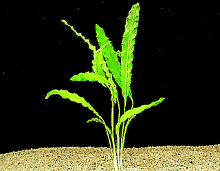 Crinkled or ruffled aponogeton