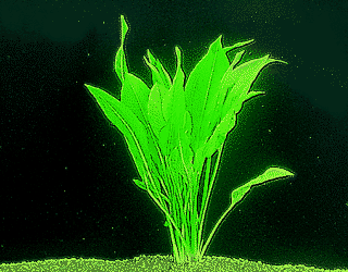 Broadleaf sword plant