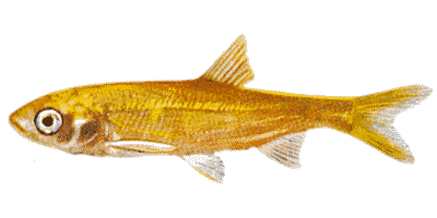 Golden Orfe