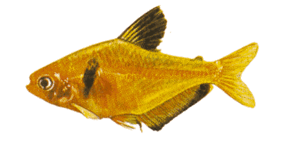 Blutsalmler