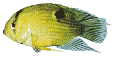 Maronibuntbarsch